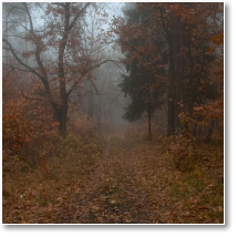 (8/51): Jesień - mgła, Puszcza Piska